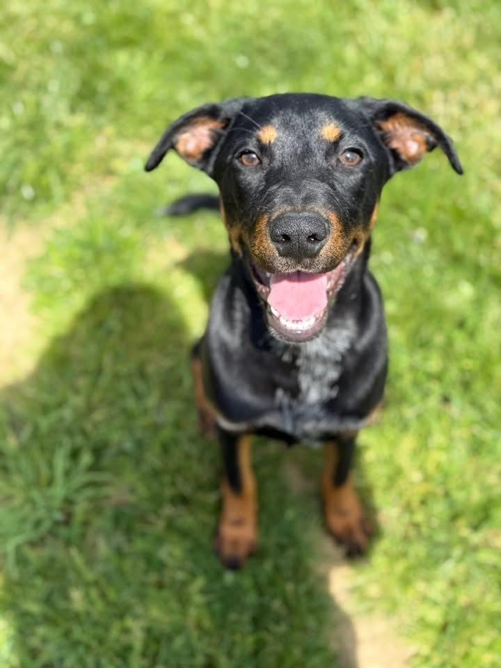 Janie, Adoptable, Puppy Female Doberman Pinscher & Mixed Breed.