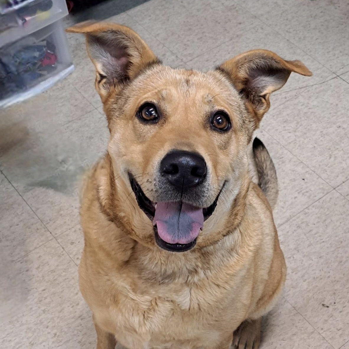 Enlarge Nova, a ADOPTABLE mixed breed in Cedarburg, WI image 5/6