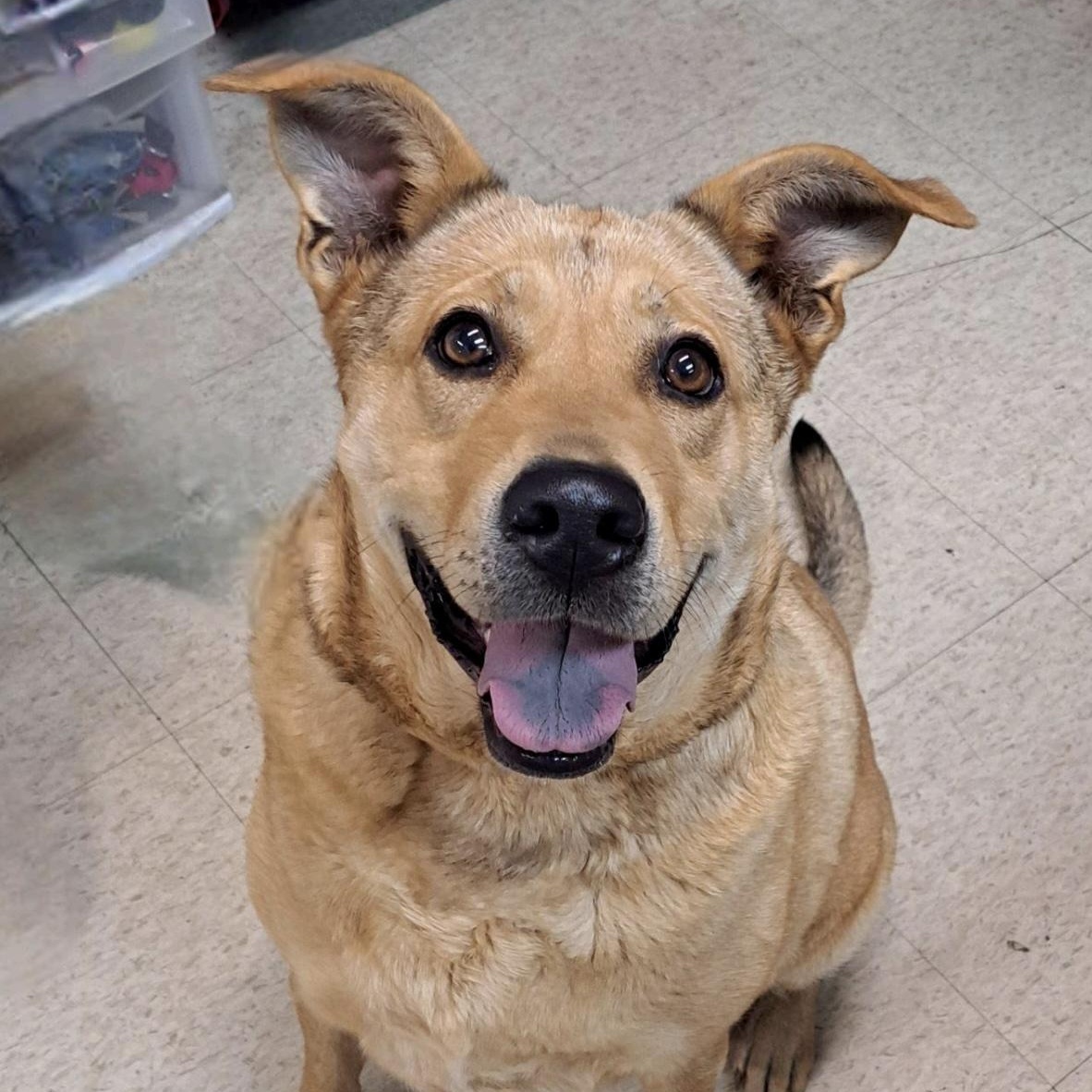 Nova, a ADOPTABLE mixed breed in Cedarburg, WI image 5/5