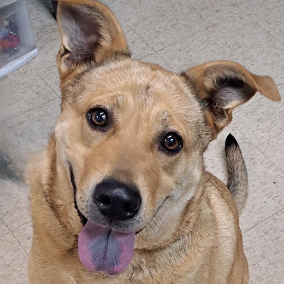 Nova, a ADOPTABLE mixed breed in Cedarburg, WI image 2/5