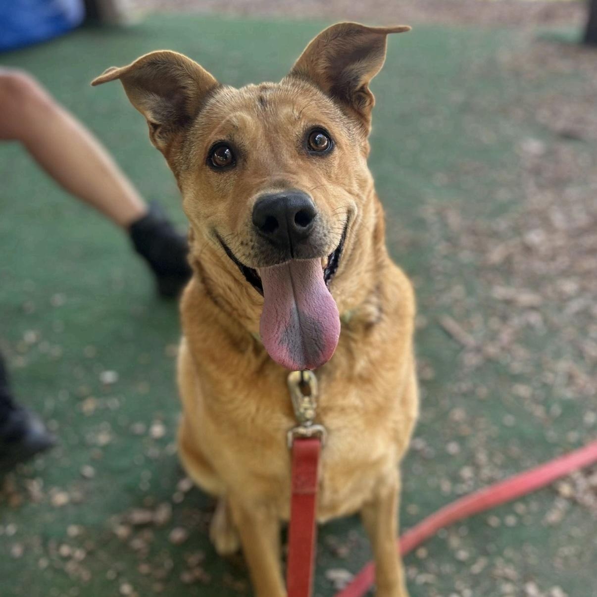 Nova, ADOPTABLE, Young Female German Shepherd Dog & Golden Retriever.