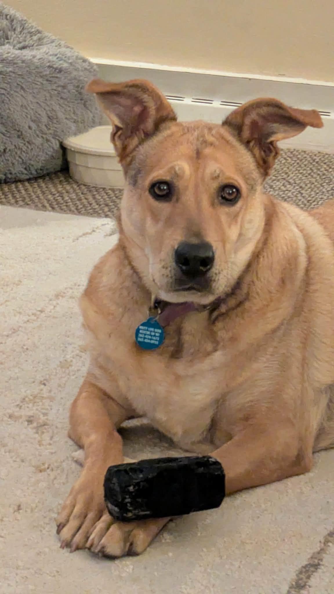 Enlarge Nova, a ADOPTABLE mixed breed in Cedarburg, WI image 6/6