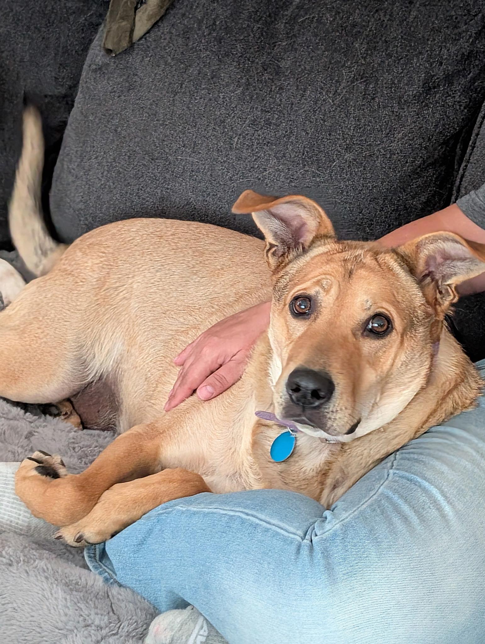 Enlarge Nova, a ADOPTABLE mixed breed in Cedarburg, WI image 2/6