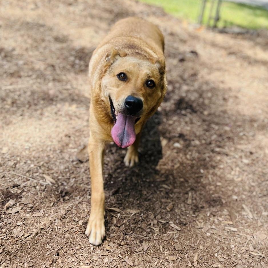 Nova, a ADOPTABLE mixed breed in Cedarburg, WI image 4/5