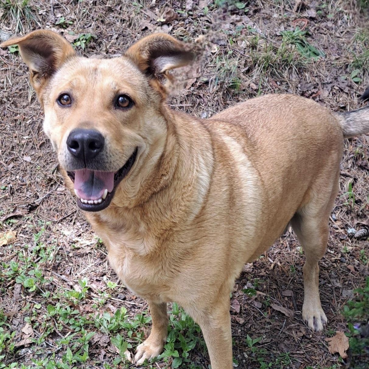 Nova, a ADOPTABLE mixed breed in Cedarburg, WI image 3/5