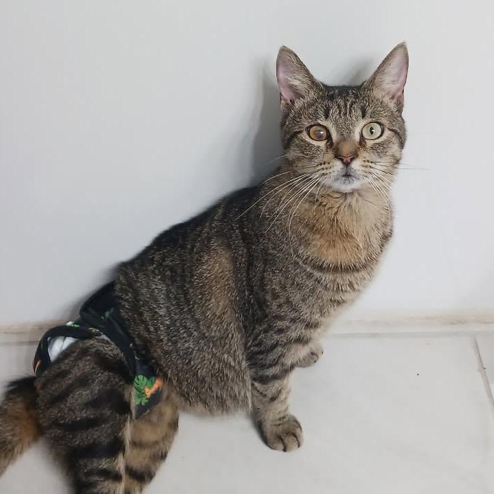 Scooter, Adoptable, Adult Female Domestic Short Hair.