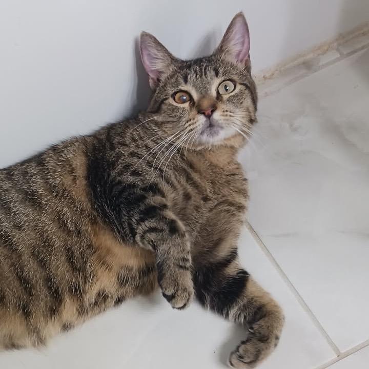 Scooter, a Adoptable Domestic Short Hair in Port Richey, FL image 2/6