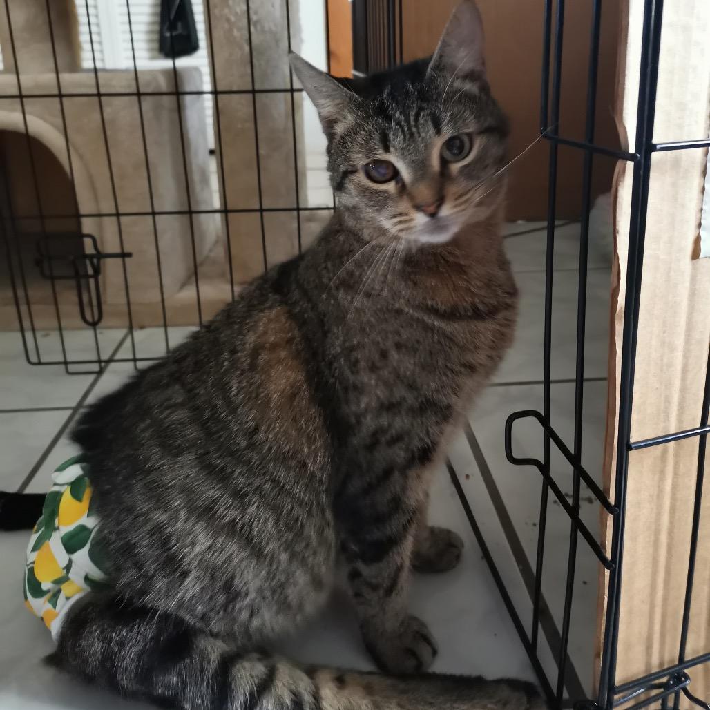 Enlarge Scooter, a Adoptable Domestic Short Hair in Port Richey, FL image 2/6