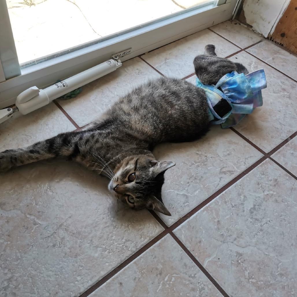 Scooter, a Adoptable Domestic Short Hair in Port Richey, FL image 3/6