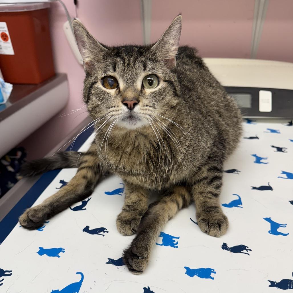 Scooter, a Adoptable Domestic Short Hair in Port Richey, FL image 4/6