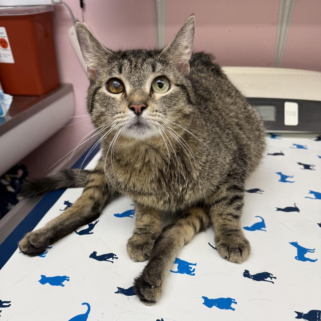 Scooter, a Adoptable Domestic Short Hair in Port Richey, FL image 5/6