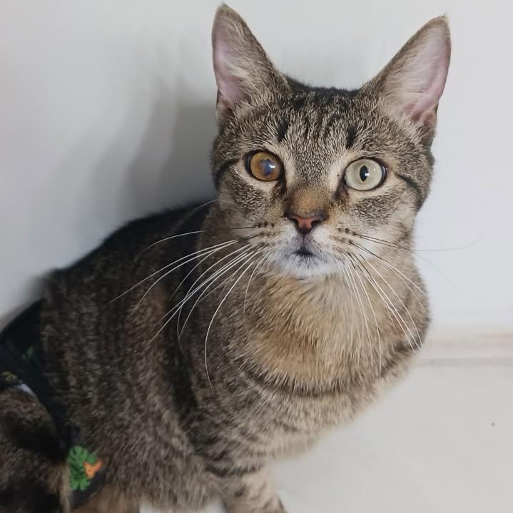 Scooter, a Adoptable Domestic Short Hair in Port Richey, FL image 6/6