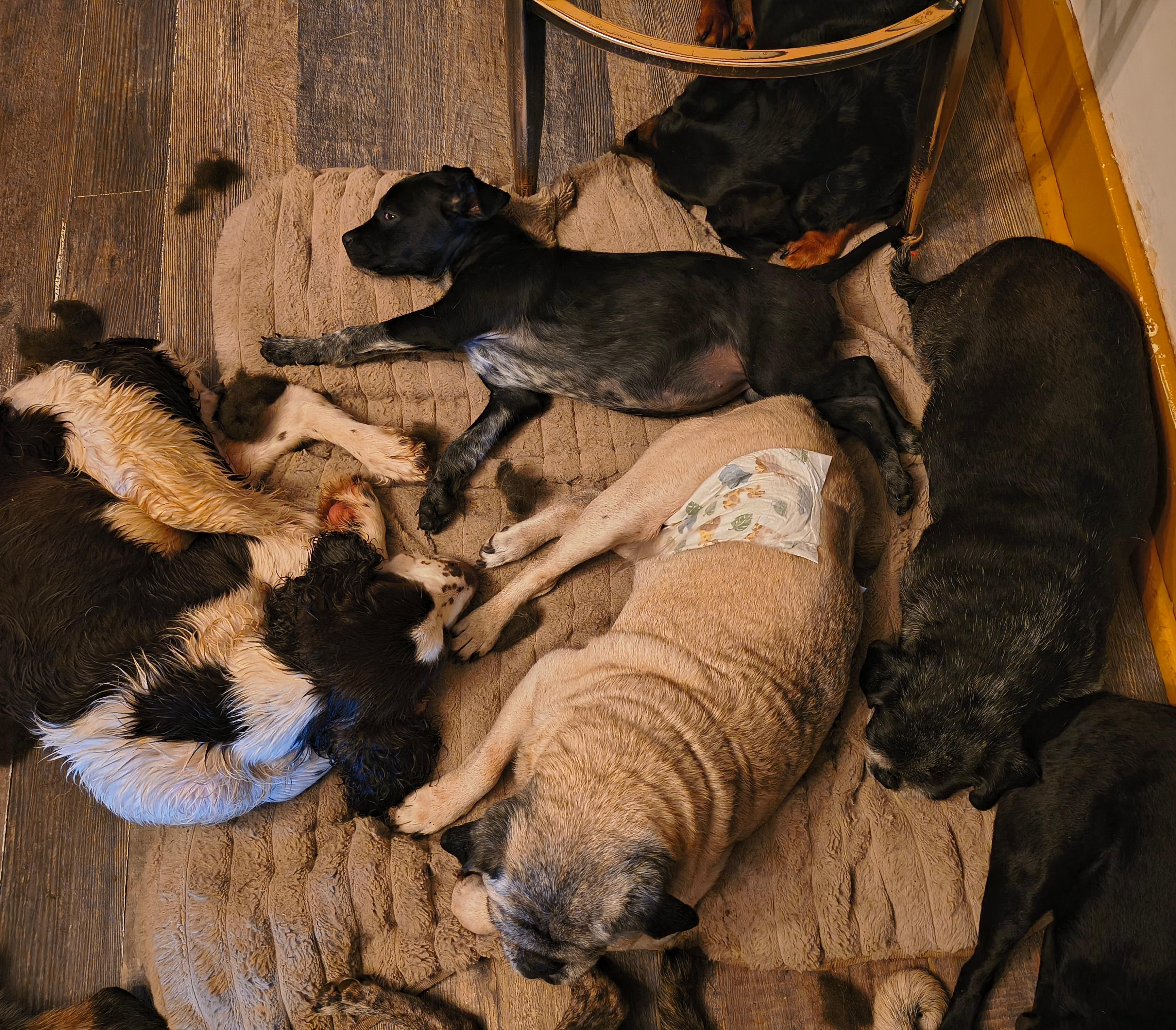 Bingo - PA, an adopted mixed breed in Littlestown, PA image 3/3