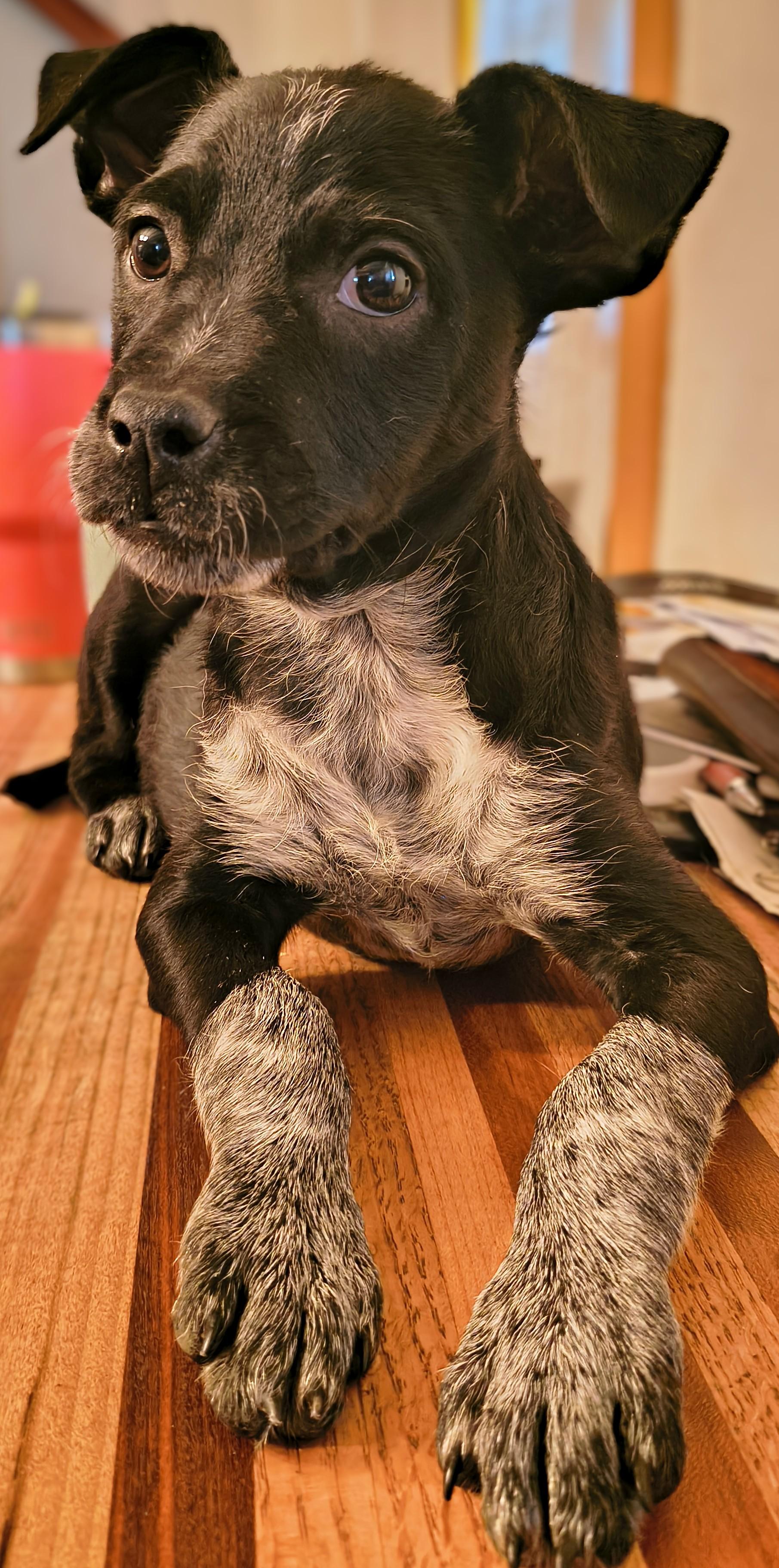 Bingo - PA, an adopted mixed breed in Littlestown, PA image 2/3