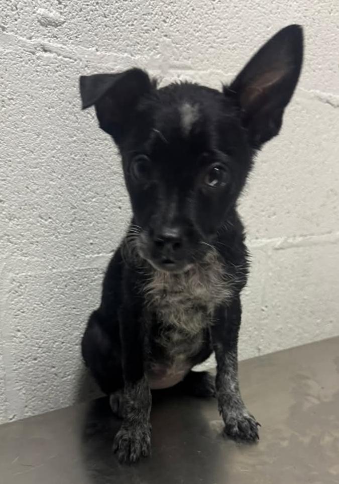 Bingo - PA, an adopted mixed breed in Littlestown, PA image 1/3