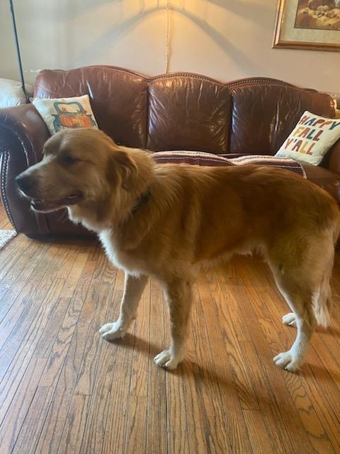 Oliver, Adoptable, Young Male Golden Retriever.