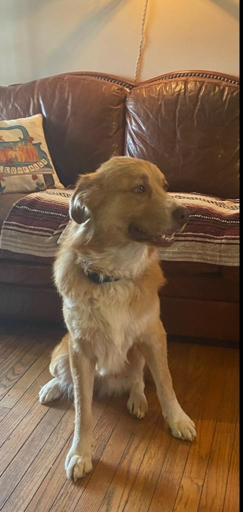 Oliver, a Adoptable mixed breed in Abingdon, VA image 3/4