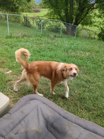 Oliver, a Adoptable mixed breed in Abingdon, VA image 4/4