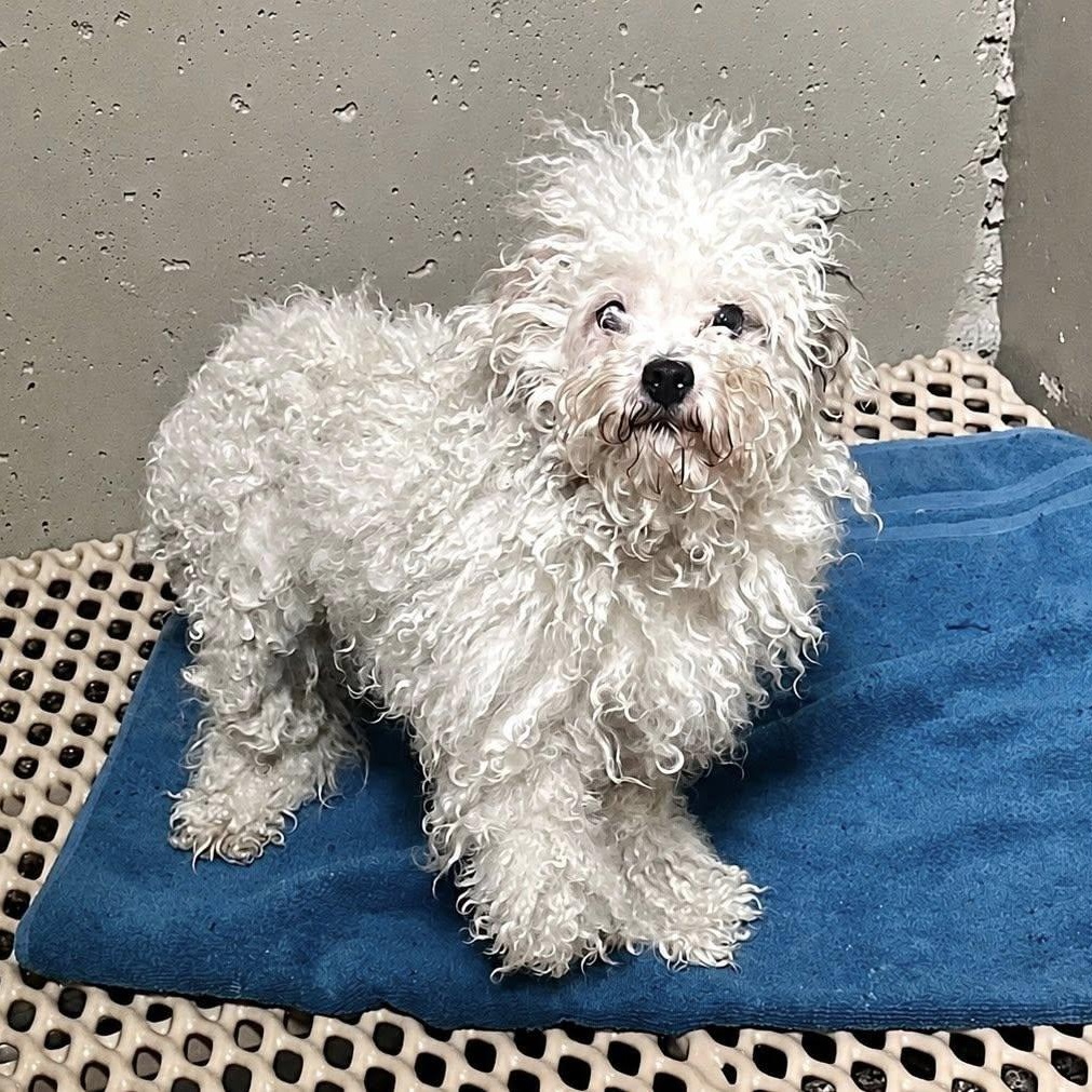 Benni, an adopted Poodle (Toy) in Effingham, IL image 2/2