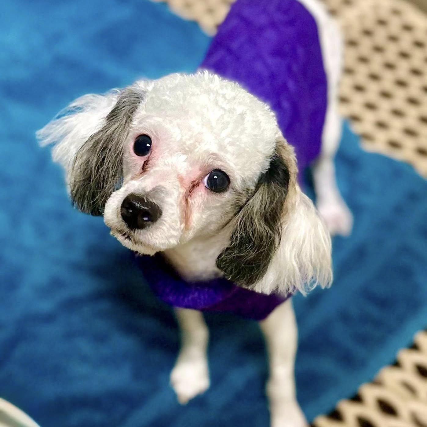Benni, an adopted Poodle (Toy) in Effingham, IL image 1/2