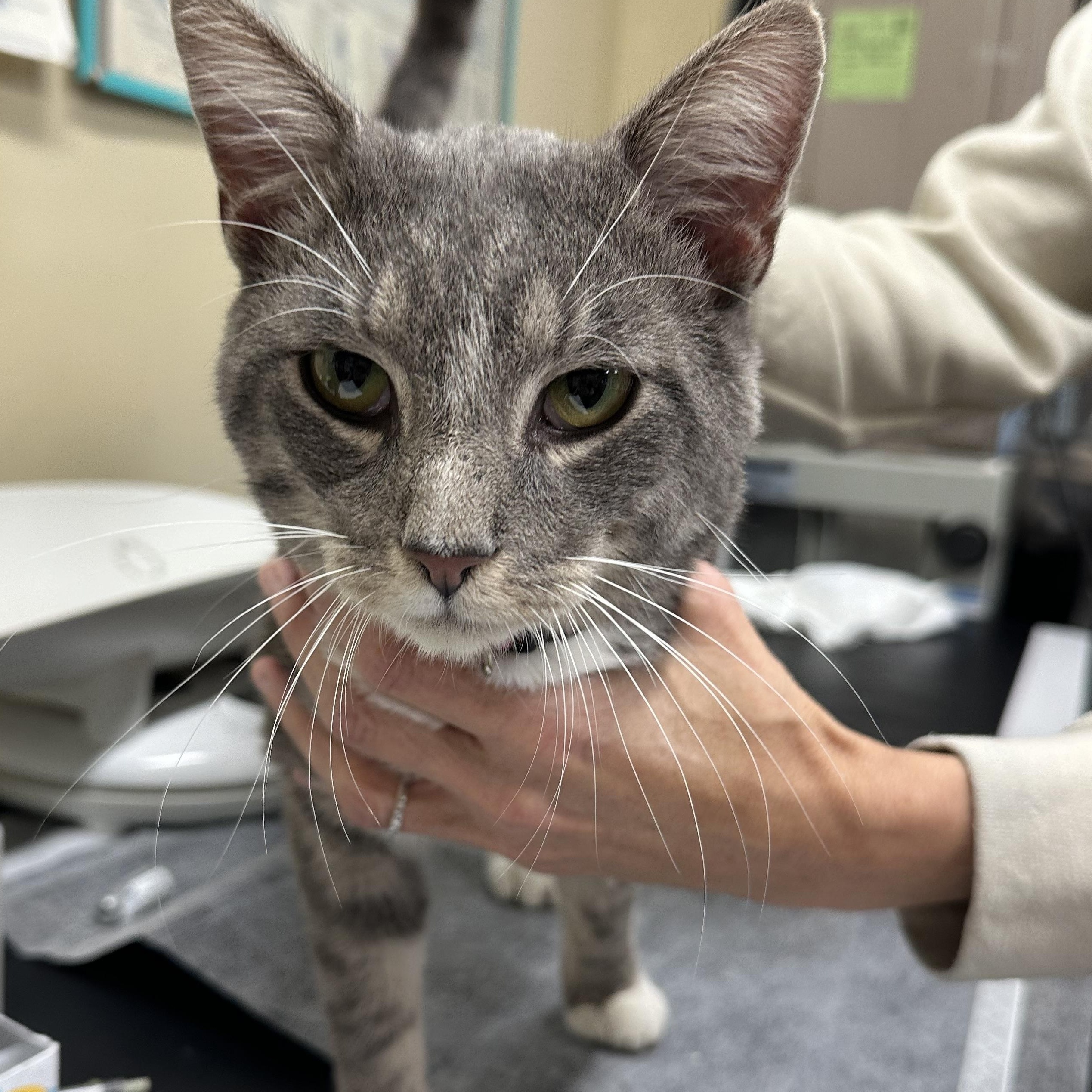 Enlarge Cash, a Adoptable Domestic Short Hair in Clifton, NJ image 3/5