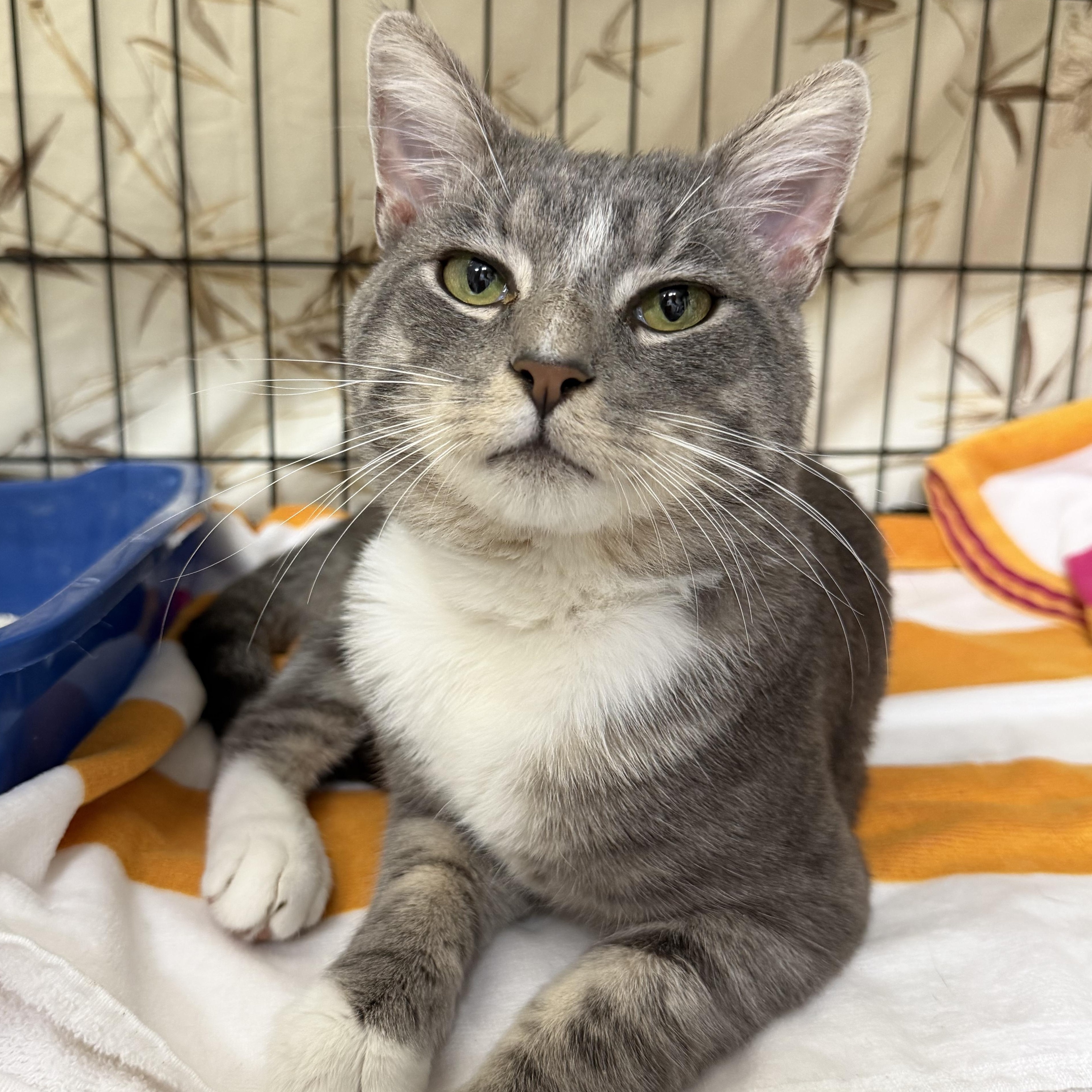 Enlarge Cash, a Adoptable Domestic Short Hair in Clifton, NJ image 1/5