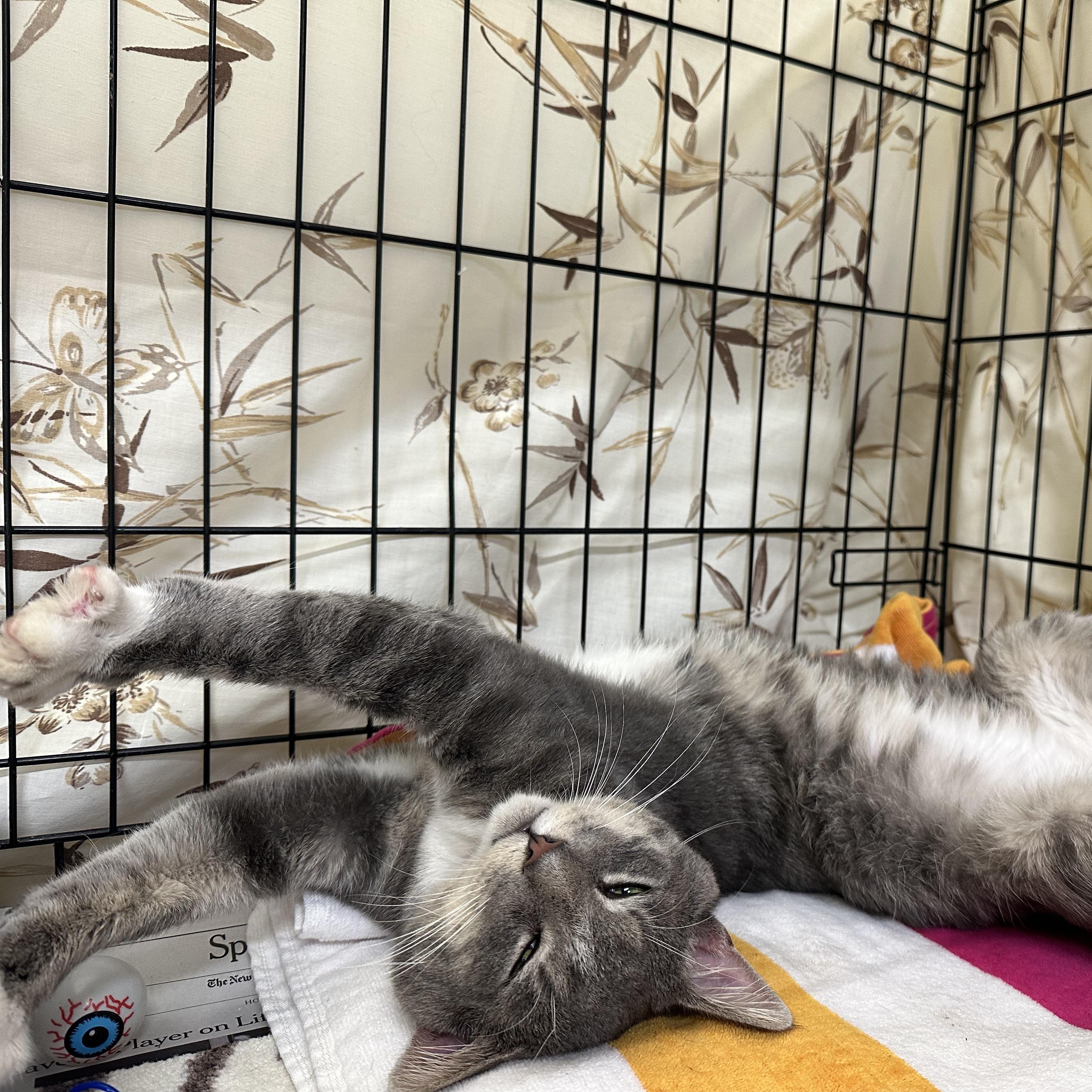 Enlarge Cash, a Adoptable Domestic Short Hair in Clifton, NJ image 4/5