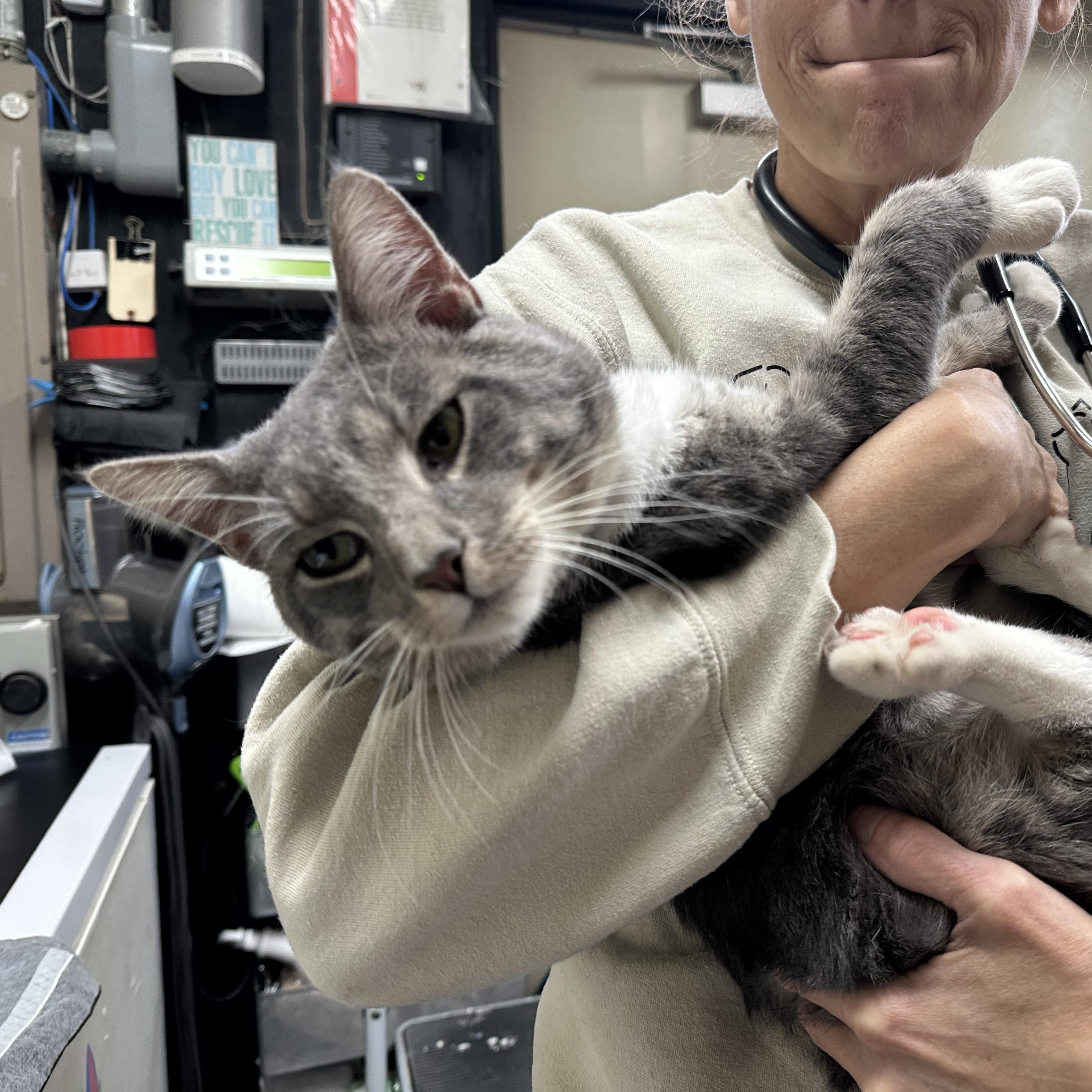 Enlarge Cash, a Adoptable Domestic Short Hair in Clifton, NJ image 5/5