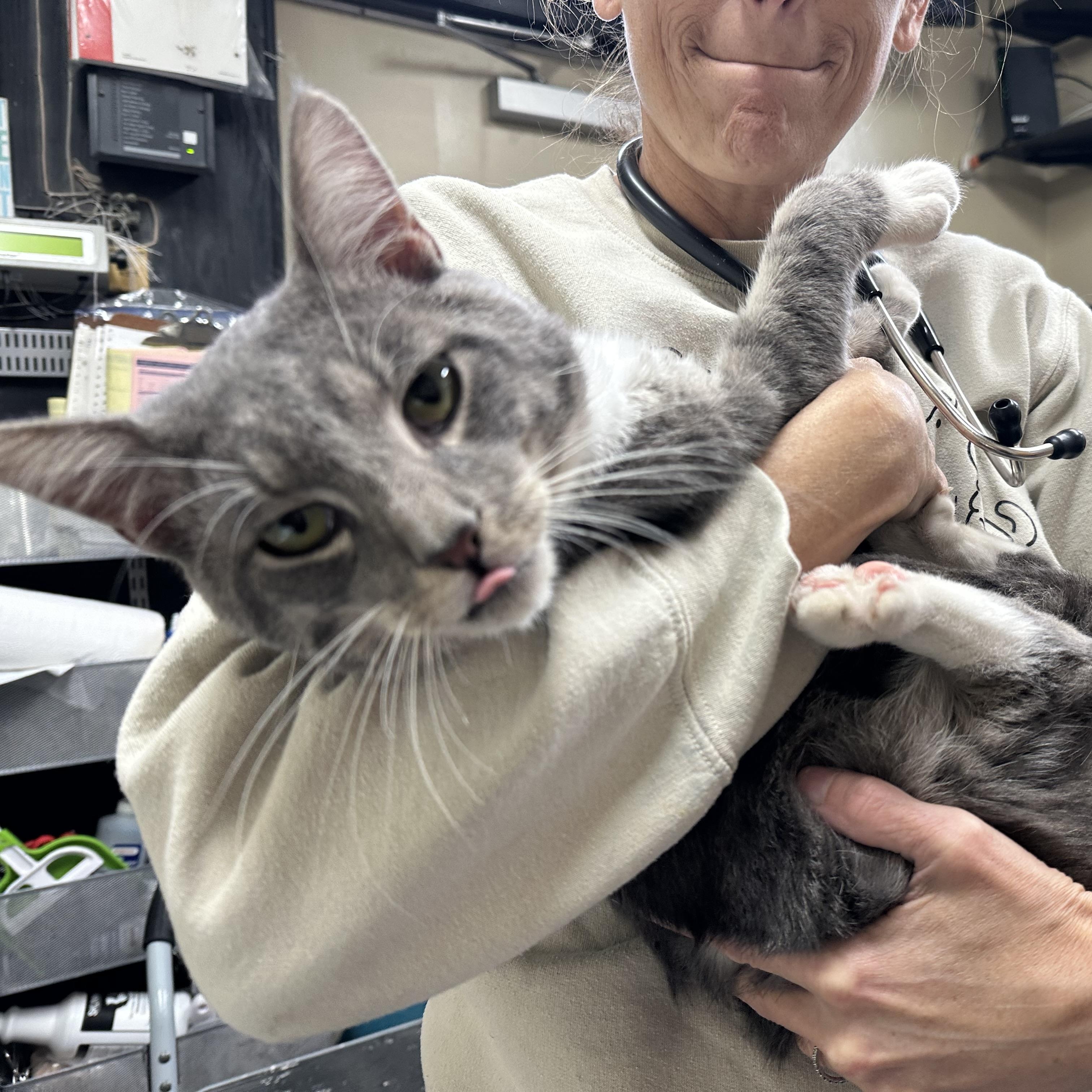Enlarge Cash, a Adoptable Domestic Short Hair in Clifton, NJ image 2/5