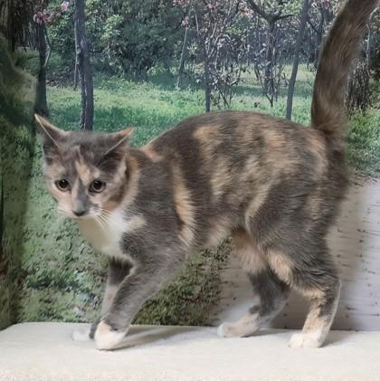 Dreamdoll — thumbnail 2