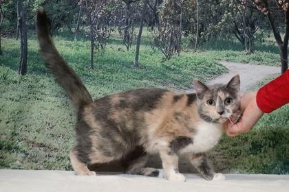 Dreamdoll — thumbnail 3