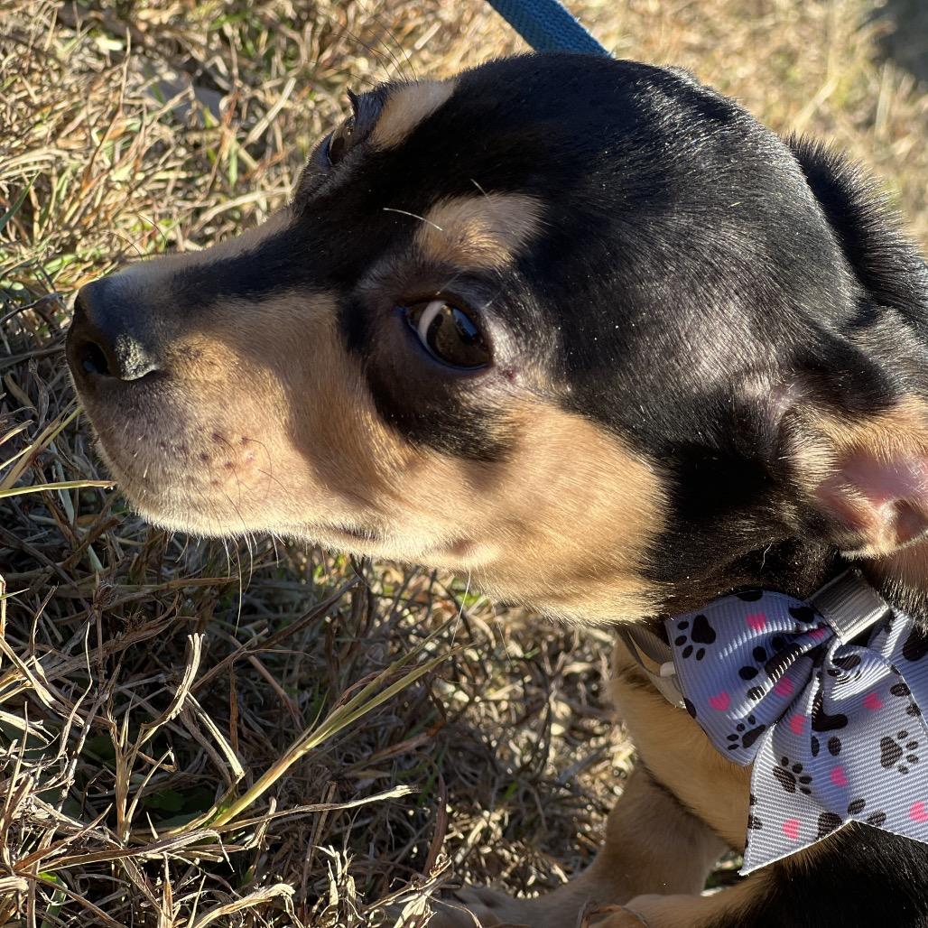 Enlarge Rusty Shakleford, a Adoptable mixed breed in Aledo, TX image 1/6