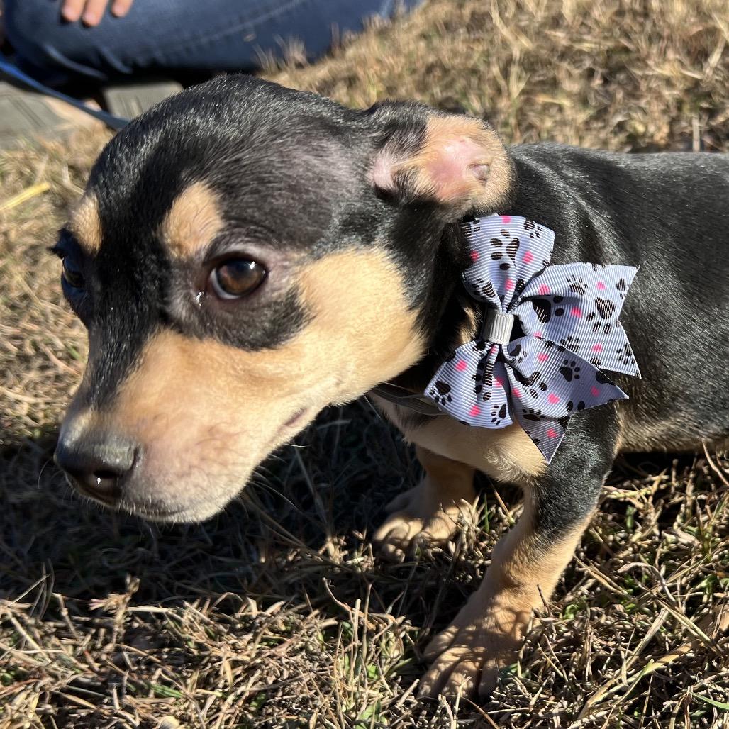Enlarge Rusty Shakleford, a Adoptable mixed breed in Aledo, TX image 2/6