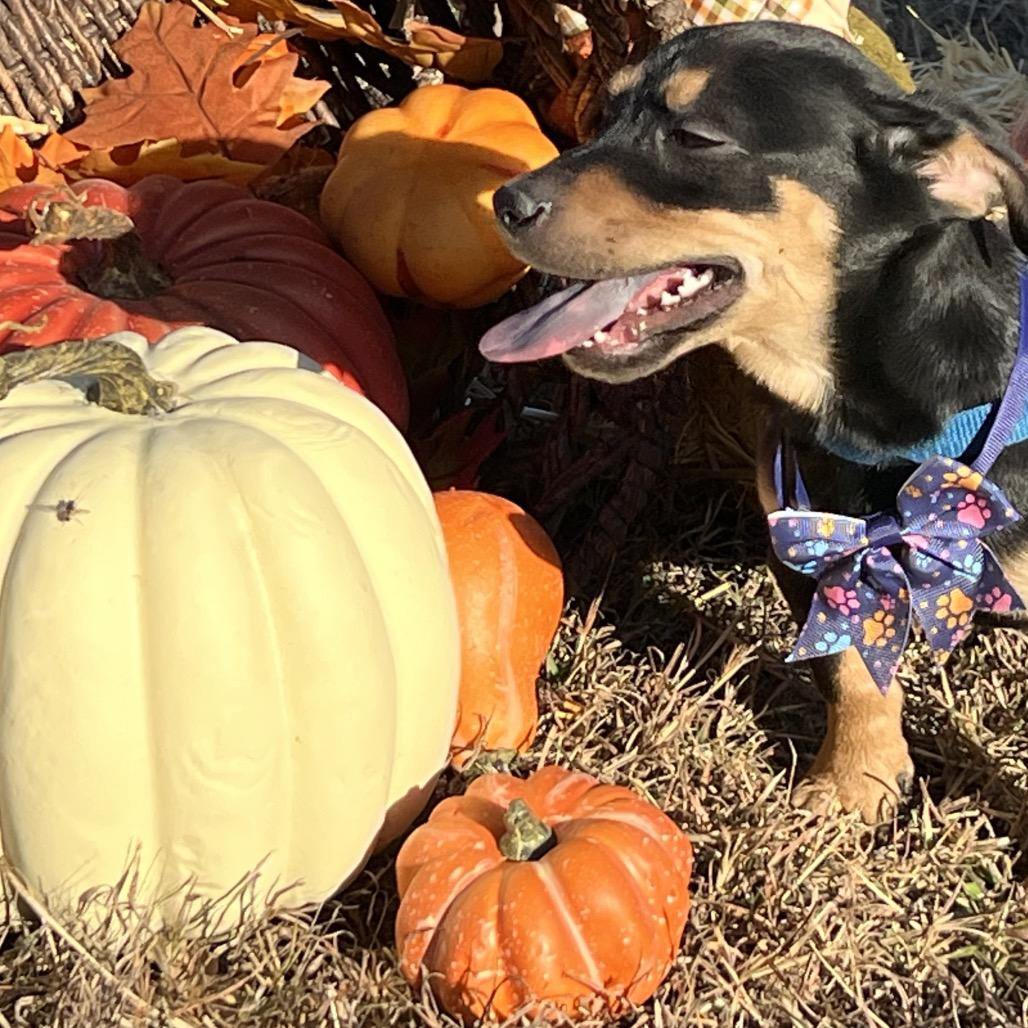 Enlarge Rusty Shakleford, a Adoptable mixed breed in Aledo, TX image 3/6