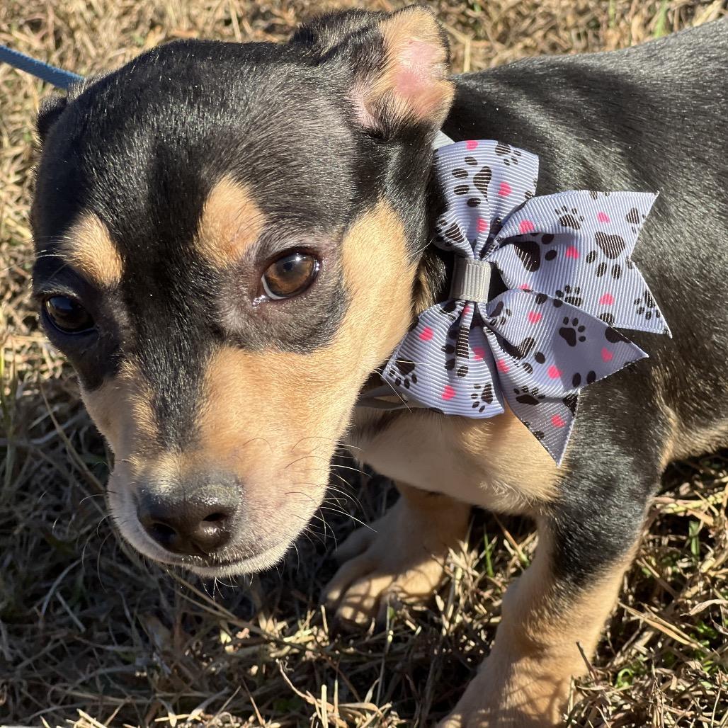 Enlarge Rusty Shakleford, a Adoptable mixed breed in Aledo, TX image 4/6