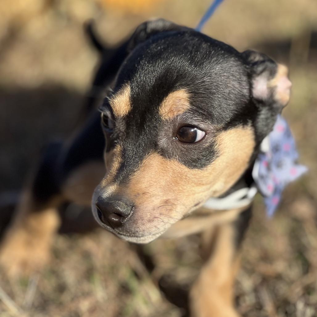 Enlarge Rusty Shakleford, a Adoptable mixed breed in Aledo, TX image 5/6