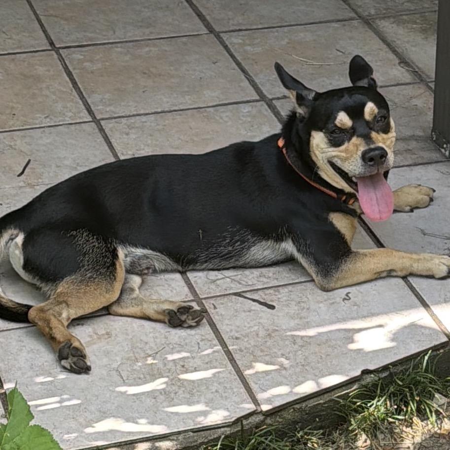 Enlarge Rusty Shakleford, a Adoptable mixed breed in Aledo, TX image 6/6