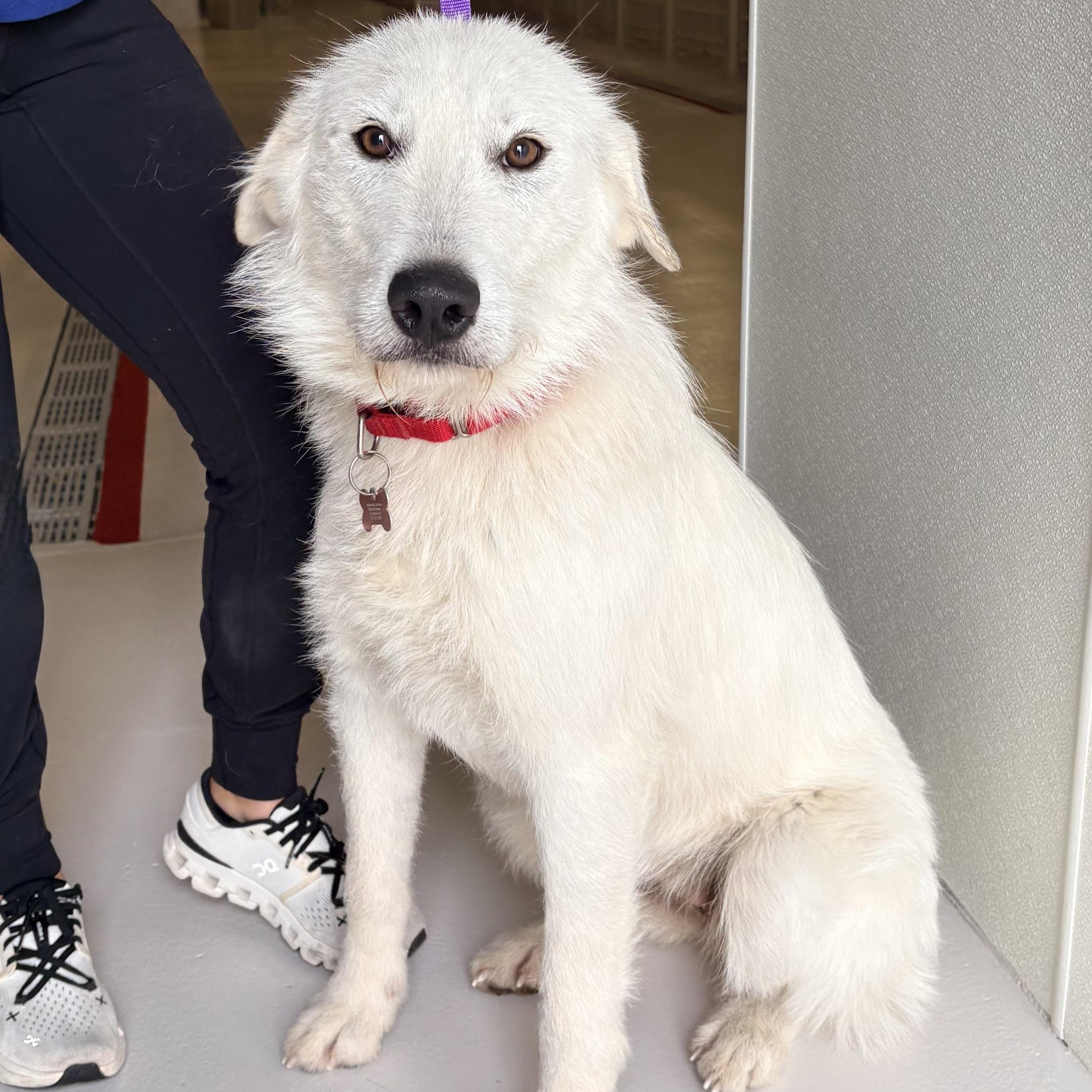 Raleigh, adopted, Adult Female Great Pyrenees & Poodle.