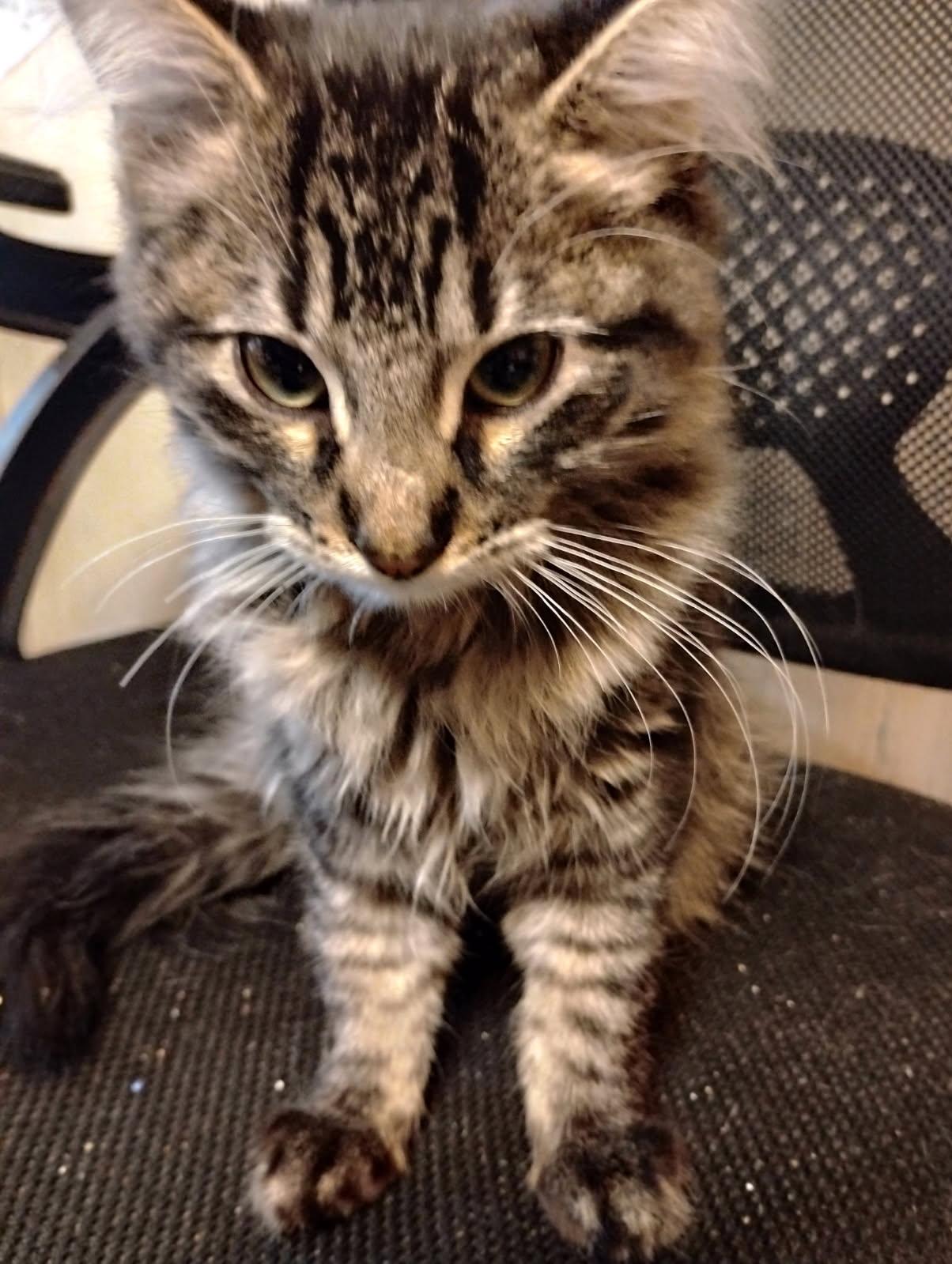 JASPER, Adopted, Kitten Male Maine Coon & Domestic Medium Hair.