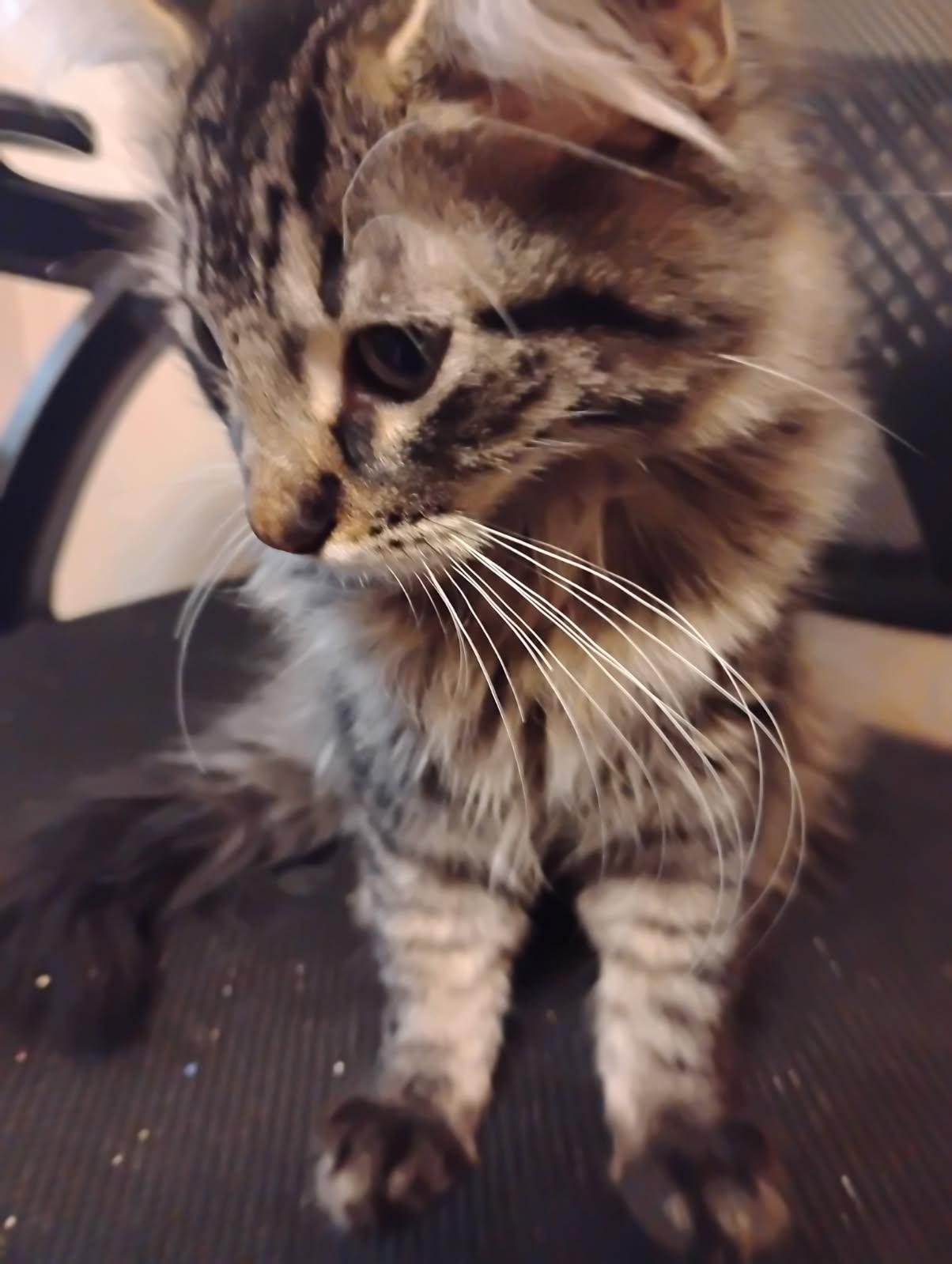 Enlarge JASPER, a Adopted mixed breed in San Antonio, TX image 2/2