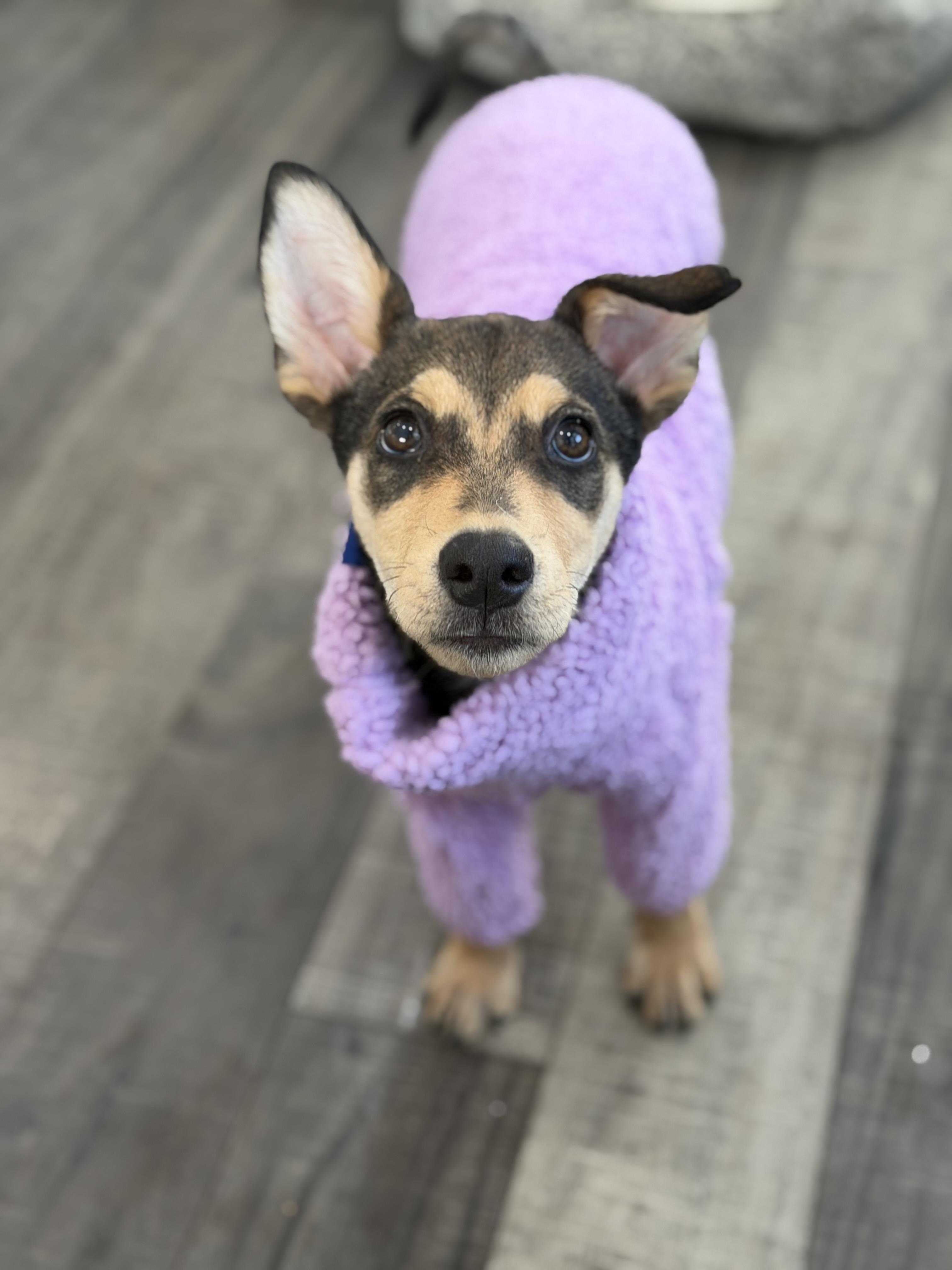 Giselle, an adopted Shepherd in Mahwah, NJ image 1/6