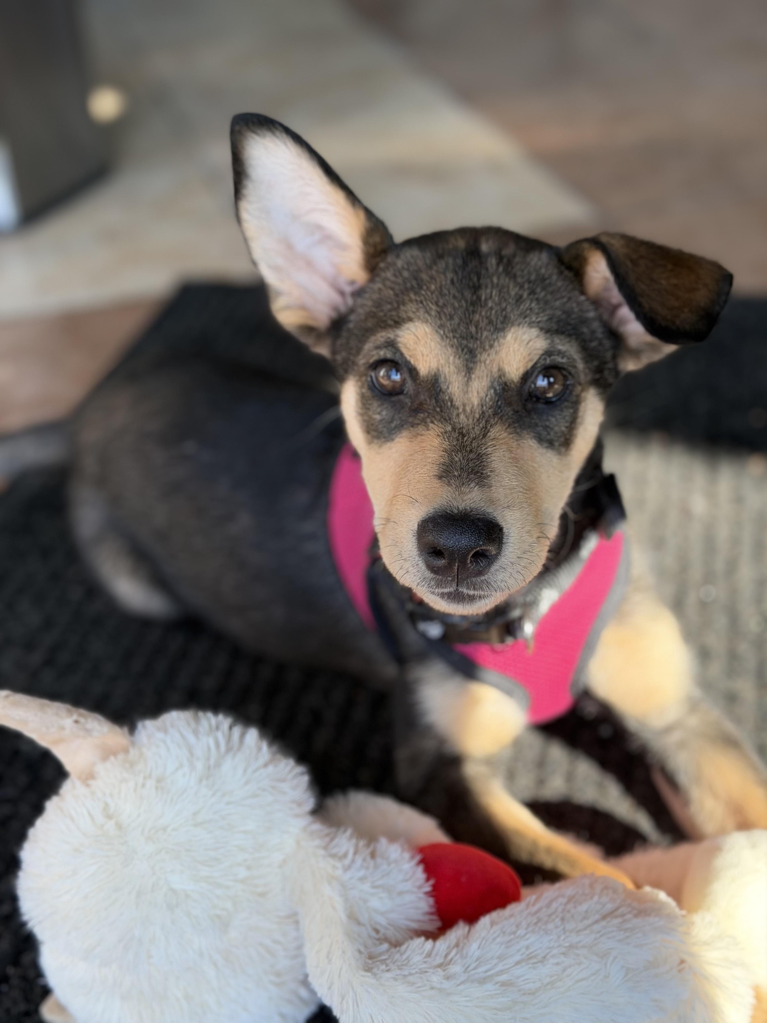 Giselle, an adopted Shepherd in Mahwah, NJ image 6/6