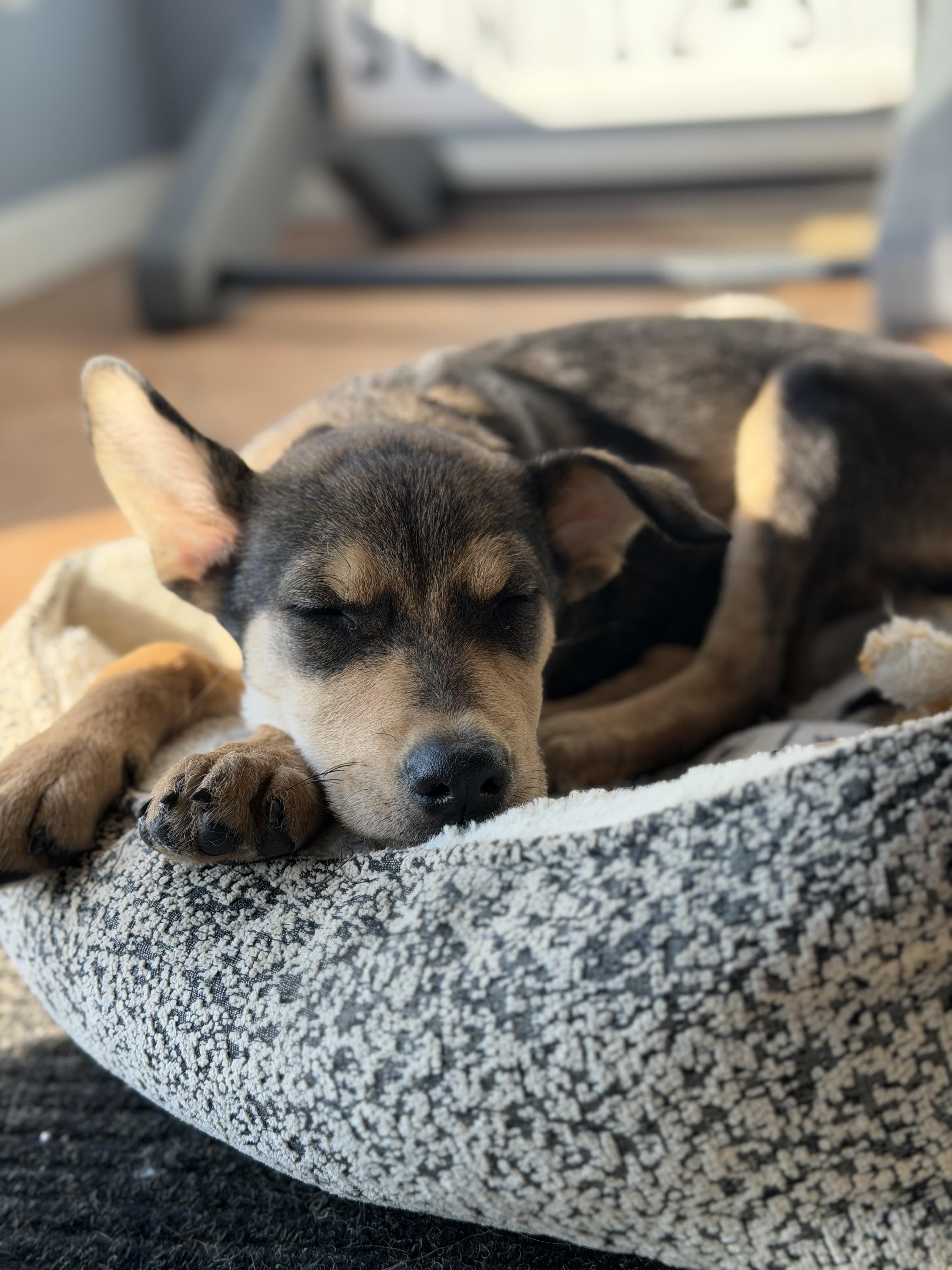 Giselle, an adopted Shepherd in Mahwah, NJ image 5/6