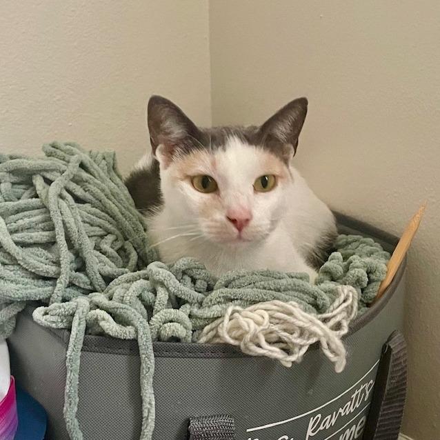 Ariana, Adoptable, Young Female Domestic Short Hair.