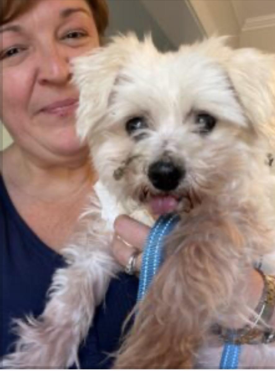 Junior, a ADOPTABLE mixed breed in Newport News, VA image 2/2