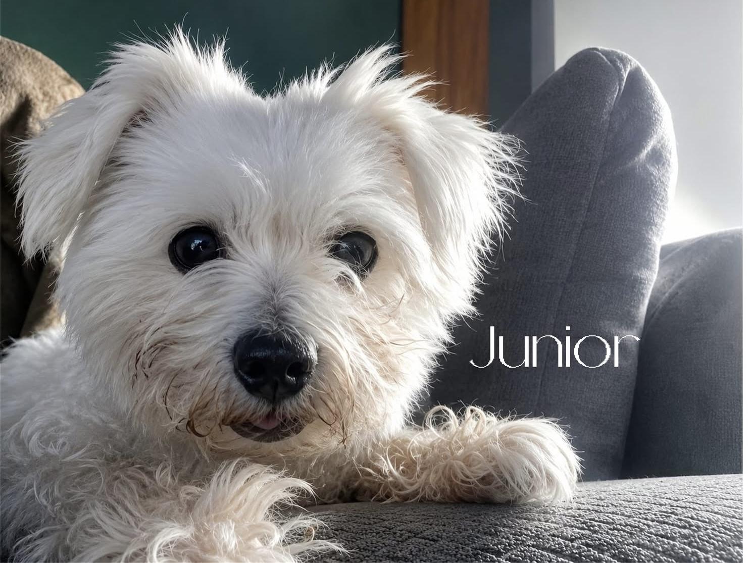 Junior, a ADOPTABLE mixed breed in Newport News, VA image 1/2