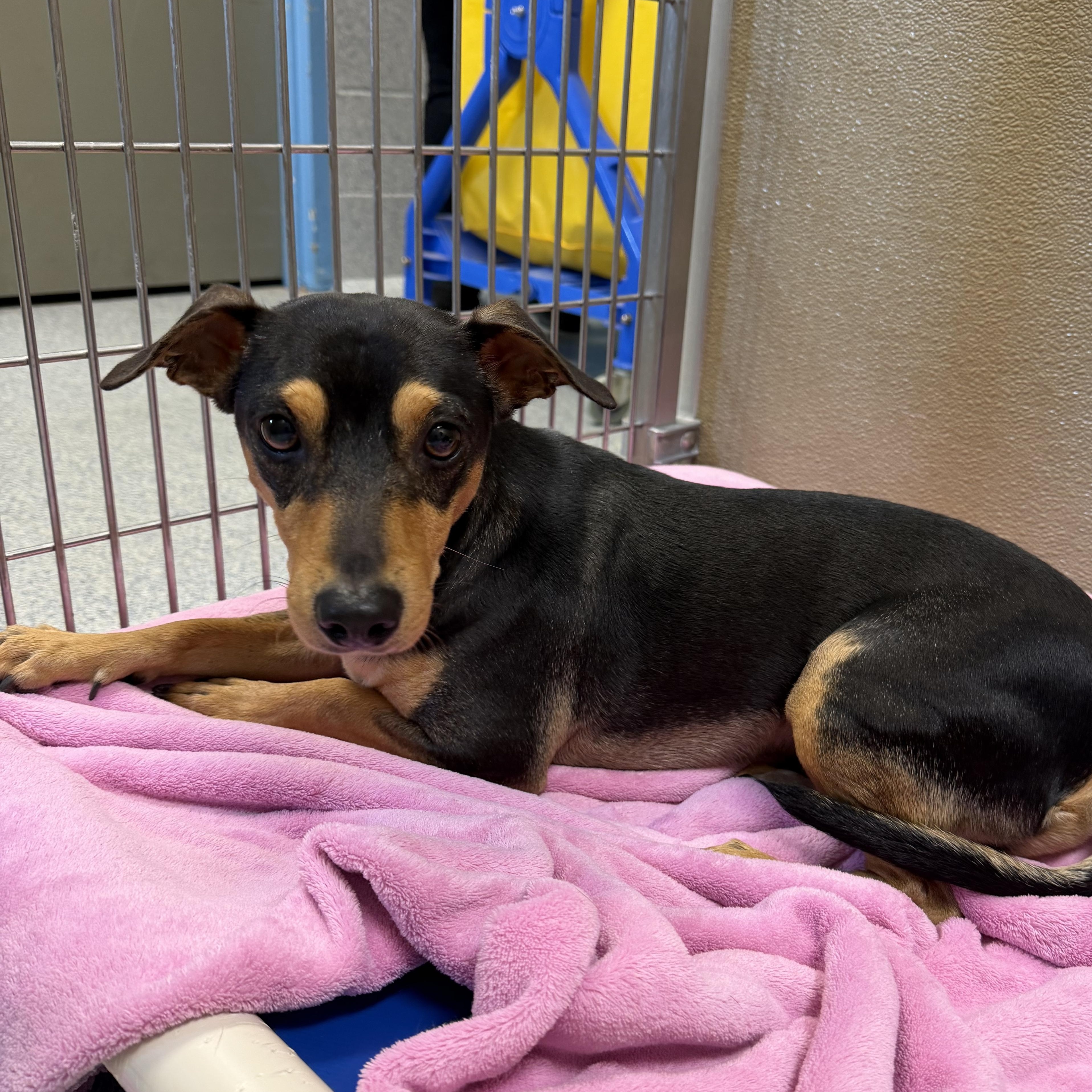 Enlarge Lucas, an adopted mixed breed in Ocean City, NJ image 1/1