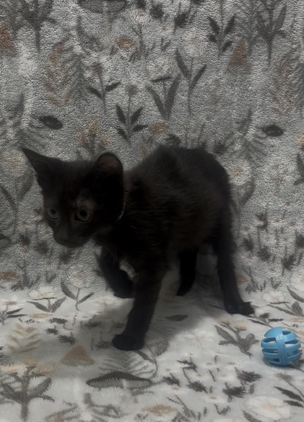 Iron Man, Adopted, Young Male Domestic Short Hair.
