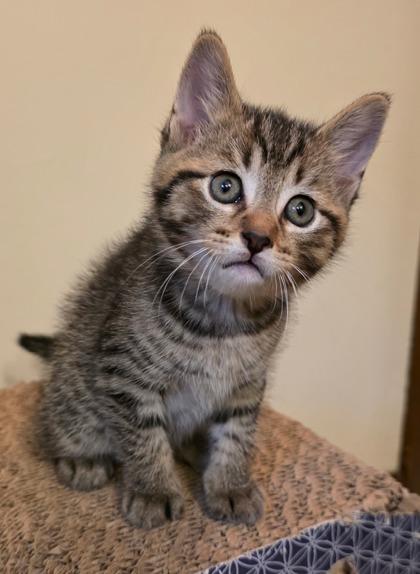 Marco, adopted, Kitten Male Domestic Short Hair.