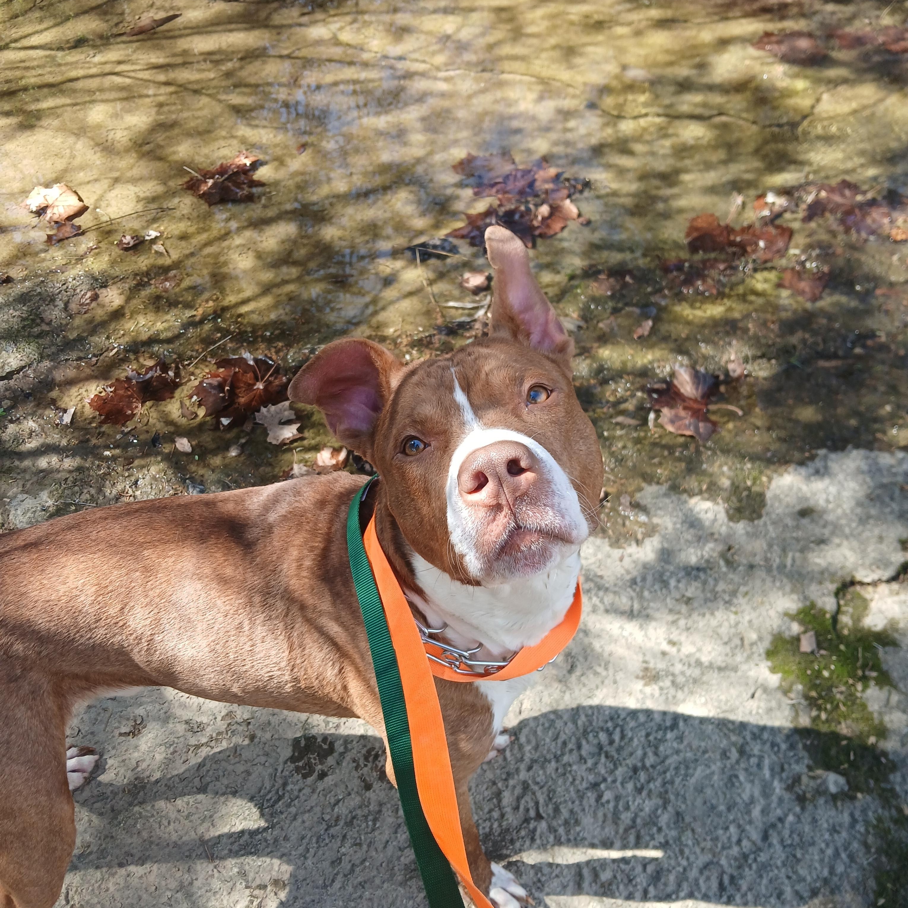 Ben, a ADOPTABLE American Staffordshire Terrier in Hillsboro, MO image 6/6